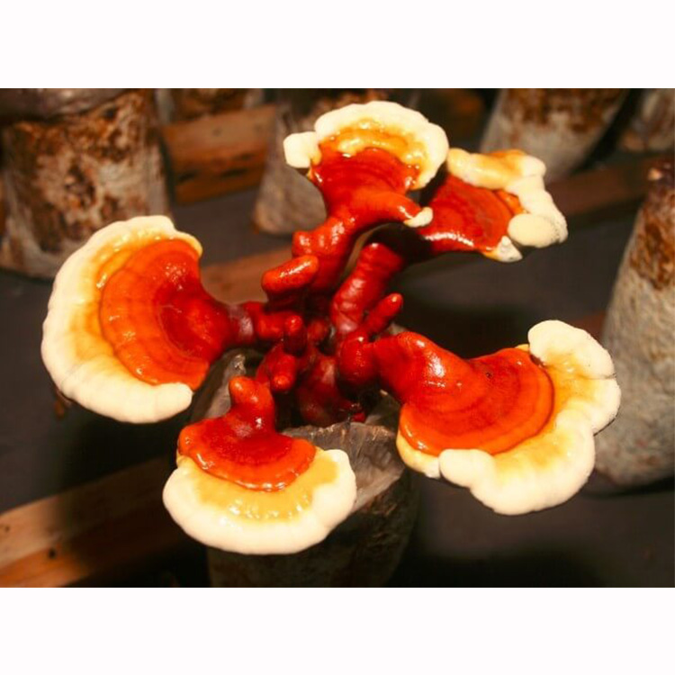Reishi Mushroom Capsules vs. Organic Powder: What to Choose?